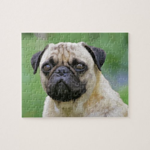 The Pug Dog Jigsaw Puzzle