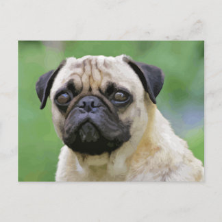 The Pug Dog Postcard