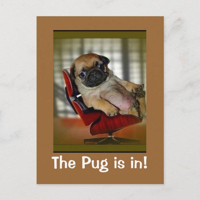 The Pug is in! Postcard (Front)