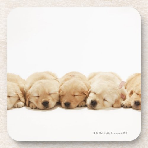 The puppies of the Golden Retriever Beverage Coaster