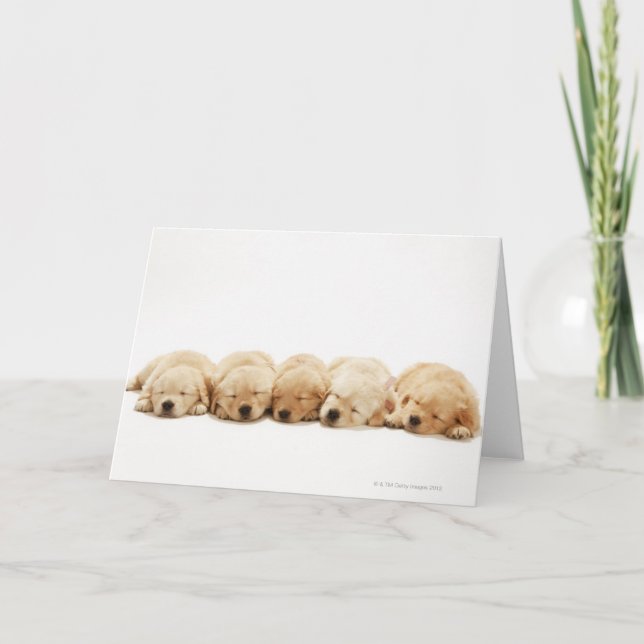 The puppies of the golden retriever card (Front)