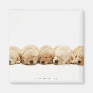 The puppies of the golden retriever magnet