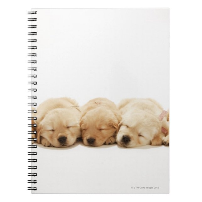 The puppies of the Golden Retriever Notebook (Front)