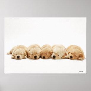 The puppies of the golden retriever poster