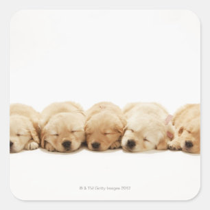 The puppies of the golden retriever square sticker