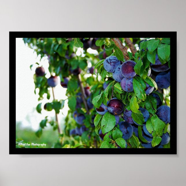 The Purple Plum Tree Poster (Front)