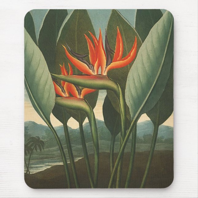 'The Queen (Bird of Paradise)' - Temple of Flora Mouse Pad (Front)