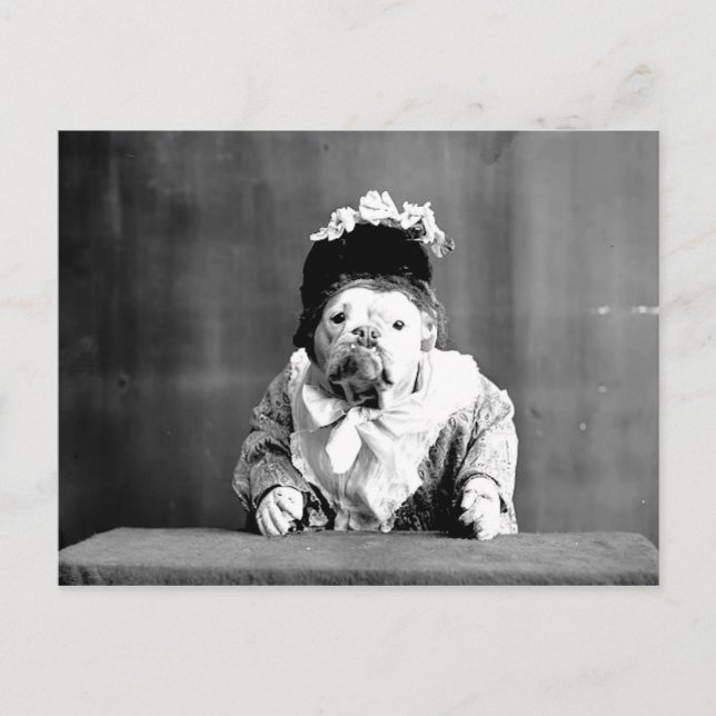 The Queen Bulldog Postcard (Front)
