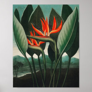 The Queen–Plant from The Temple of Flora Poster