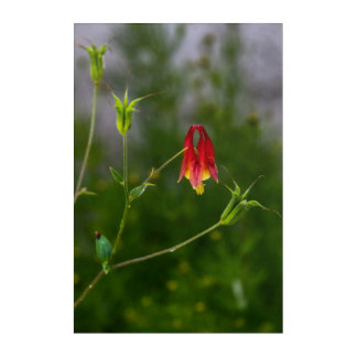 The quiet beauty of a single bloom Acrylic Art