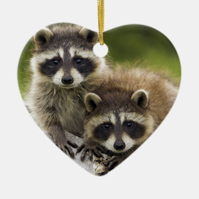 The Raccoon Couple Ceramic Ornament (Front)