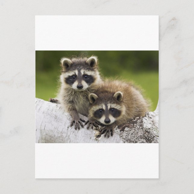The Raccoon Couple Postcard (Front)