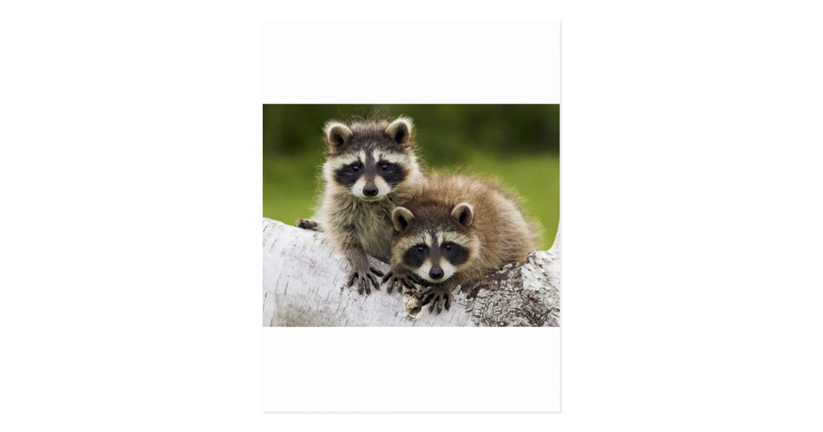 Raccoon Couple Funny