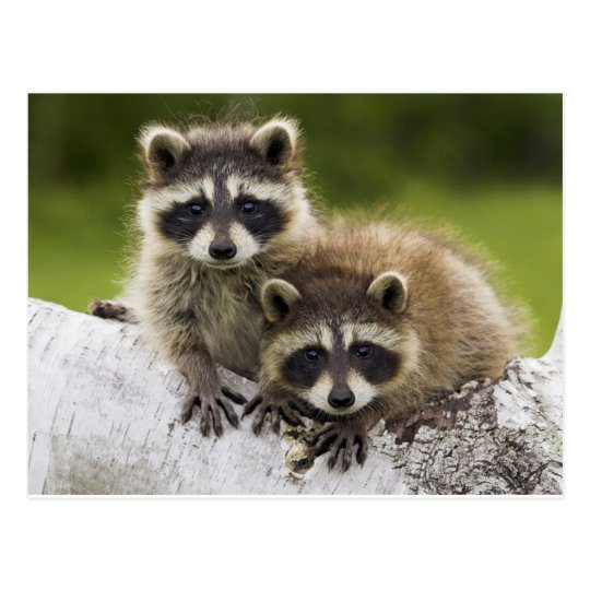 Raccoon Couple Funny