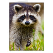 The raccoon, Procyon lotor (Front)