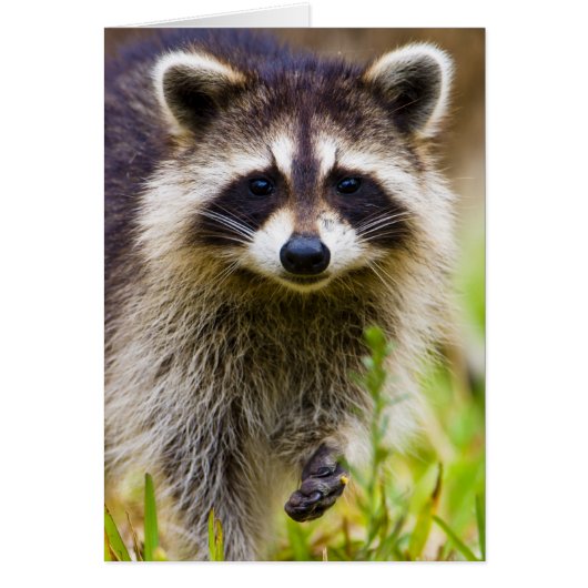 The raccoon, Procyon lotor Cards (Front)