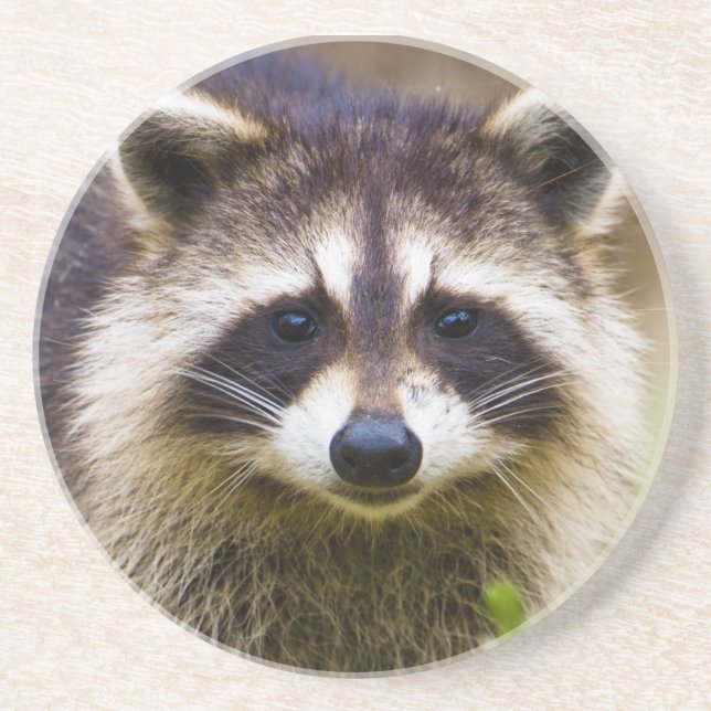 The raccoon, Procyon lotor Drink Coaster (Front)