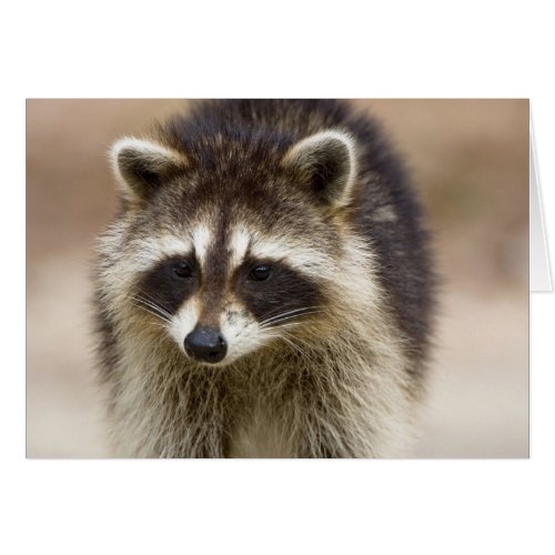 The raccoon Procyon lotor is a widespread