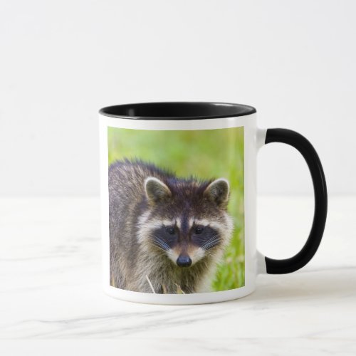 The raccoon Procyon lotor is a widespread 2 Mug