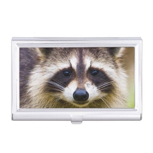 The raccoon Procyon lotor is a widespread 3 Case For Business Cards