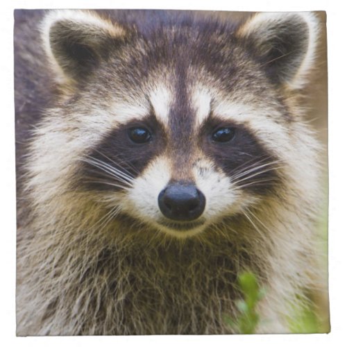 The raccoon Procyon lotor is a widespread 3 Cloth Napkin
