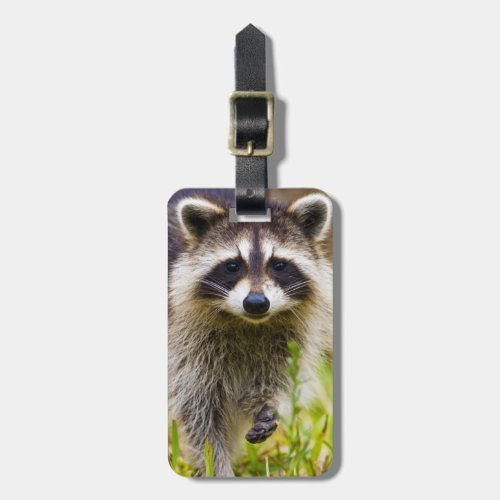 The raccoon Procyon lotor is a widespread 3 Luggage Tag