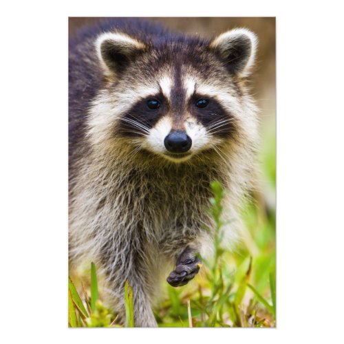 The raccoon Procyon lotor is a widespread 3 Photo Print