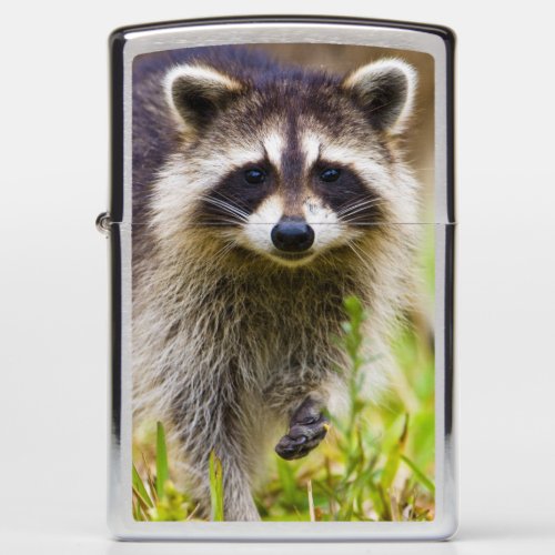 The raccoon Procyon lotor is a widespread 3 Zippo Lighter