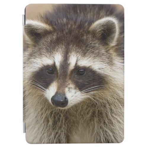 The raccoon Procyon lotor is a widespread iPad Air Cover