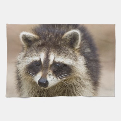 The raccoon Procyon lotor is a widespread Kitchen Towel