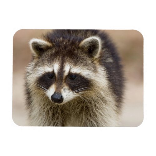 The raccoon Procyon lotor is a widespread Magnet