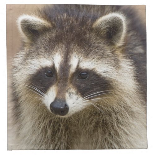 The raccoon Procyon lotor is a widespread Napkin