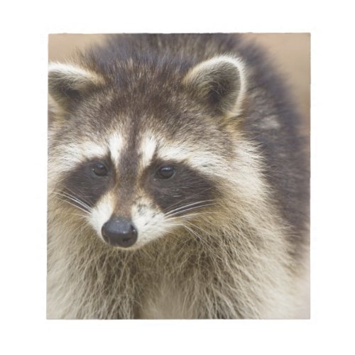 The raccoon Procyon lotor is a widespread Notepad