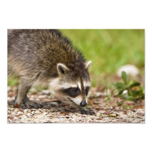 The raccoon Procyon lotor is a widespread Photo Print