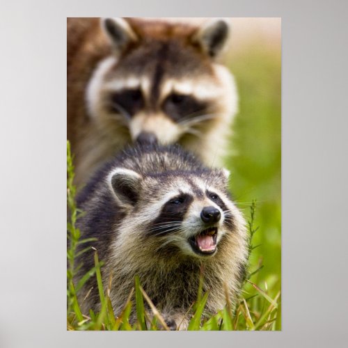 The raccoon Procyon lotor is a widespread Poster