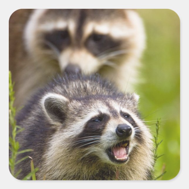 The raccoon, Procyon lotor, is a widespread, Square Sticker (Front)