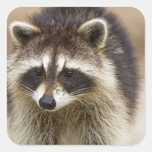 The raccoon Procyon lotor is a widespread Square Sticker
