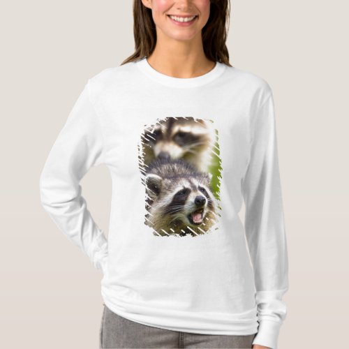 The raccoon Procyon lotor is a widespread T_Shirt