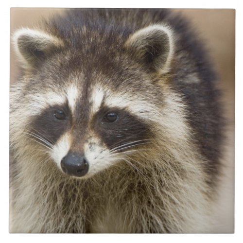 The raccoon Procyon lotor is a widespread Tile