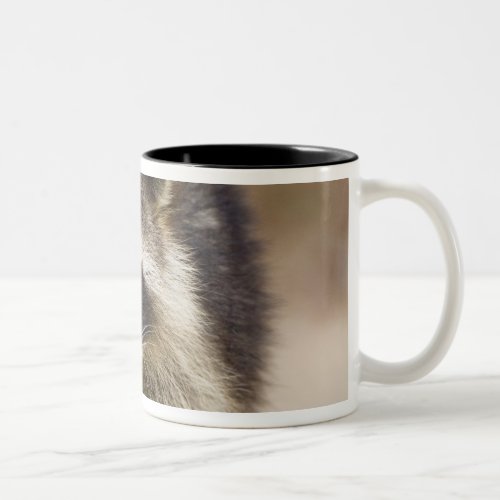 The raccoon Procyon lotor is a widespread Two_Tone Coffee Mug