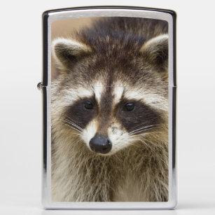 The raccoon, Procyon lotor, is a widespread, Zippo Lighter