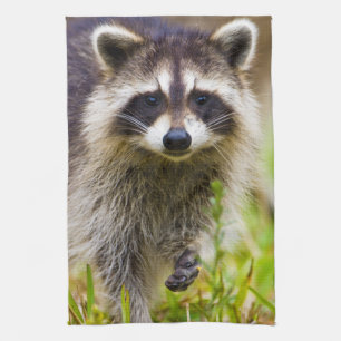 The raccoon, Procyon lotor Kitchen Towel
