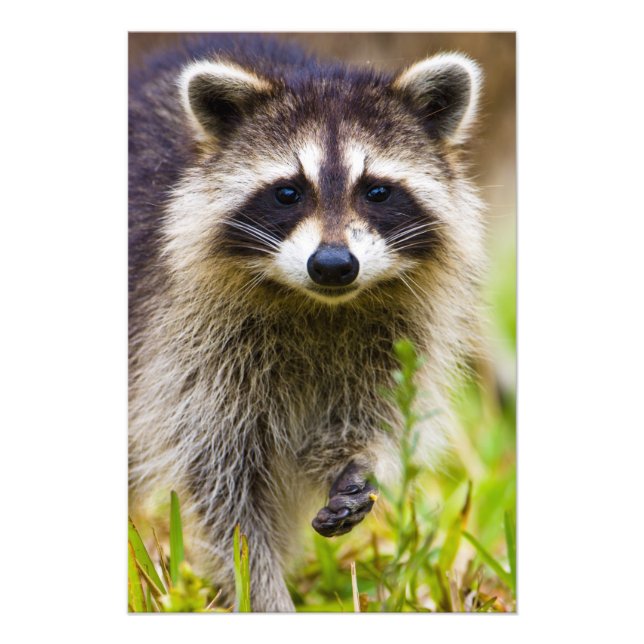 The raccoon, Procyon lotor Photo Print (Front)