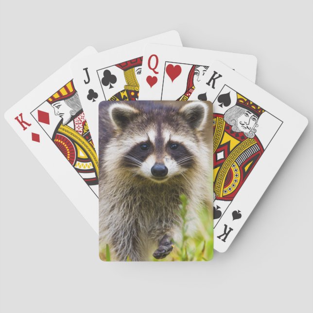 The raccoon, Procyon lotor Poker Cards (Back)