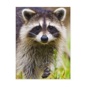 The raccoon, Procyon lotor Postcard