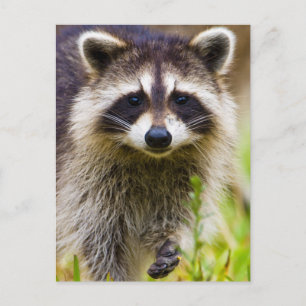 The raccoon, Procyon lotor Postcard