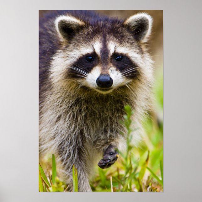 The raccoon, Procyon lotor Poster (Front)