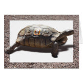 The Racer (Front Horizontal)