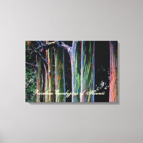 The Rainbow Eucalyptus Tree of Hawaii Canvas Print