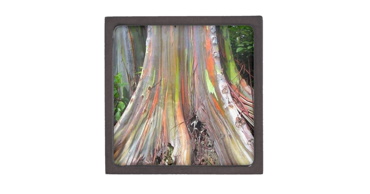 The Rainbow Eucalyptus Tree Products Gift Box Zazzle Com